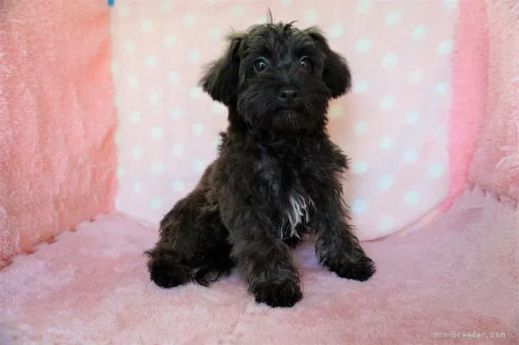 ID:2109-01600の子犬