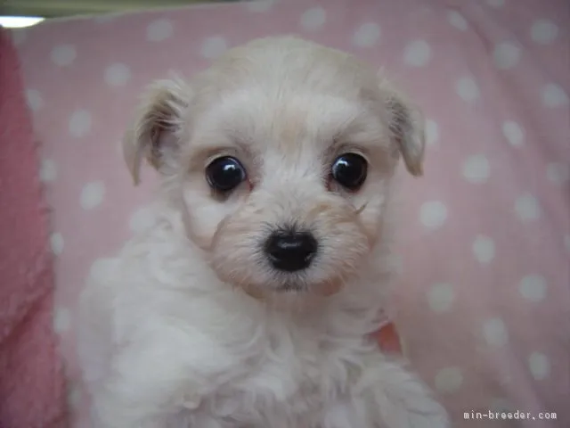 れれれ 様のお迎えした子犬