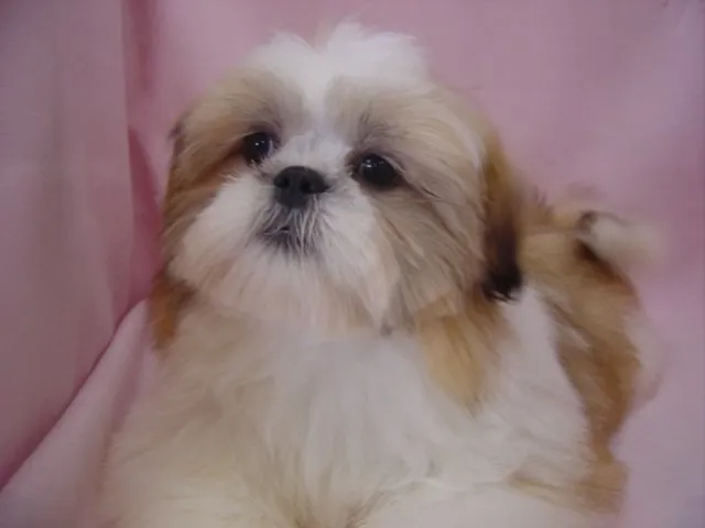 ID:1501-00174の子犬