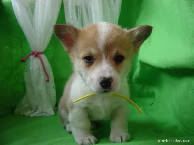 ID：1601-01284の子犬