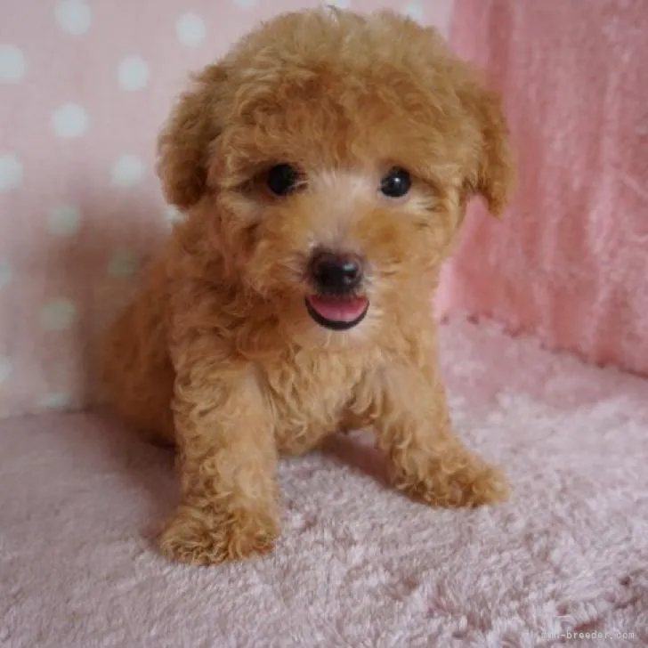 ID:2207-02677の子犬