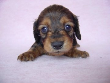 カニンヘンダックスフンド(ロング)【長崎県・女の子・2016年3月12日・レッド】の写真「」