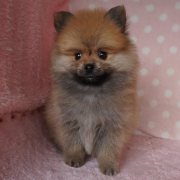 ポメマル(マルチーズ×ポメラニアン)【長崎県・男の子・2023年10月30日・セ-ブル】の写真「元気でかわいい男の子」