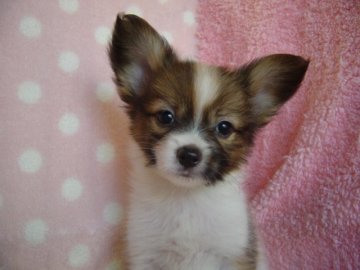 パピヨン【長崎県・男の子・2018年4月28日・レッド&ホワイト】の写真「小振りでとてもかわいい男の子」