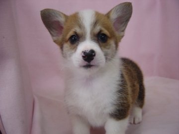 ウェルシュ・コーギー・ペンブローク【長崎県・女の子・2014年8月24日・レッド&ホワイト】の写真「元気で可愛い女の子」