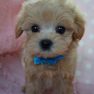 マルプー(マルチーズ×トイプードル)【長崎県・男の子・2023年12月25日・クリ-ム】の写真「元気でかわいい男の子」