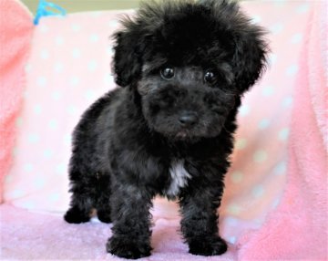 トイプードル(トイ)【長崎県・男の子・2021年4月15日・ブラック】の写真「元気で可愛いい男の子」