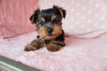 ヨークシャーテリア【長崎県・女の子・2021年9月9日・スチ-ルブル】の写真「元気でとても可愛い女の子」