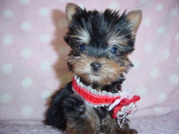 ヨークシャーテリア【長崎県・女の子・2018年9月16日・スチ-ルブル】の写真「小振りででとても可愛い　330グラム　11/2」