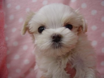マルチーズ【長崎県・女の子・2016年9月13日・ホワイト】の写真「小振りで可愛い女の子」