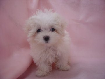 マルチーズ【長崎県・女の子・2014年10月30日・ホワイト】の写真「元気で可愛い女の子です。」