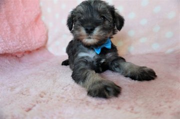 ミニチュアシュナウザー【長崎県・男の子・2022年3月13日・ソルト&ペッパ-】の写真「元気でとても可愛い男の子」