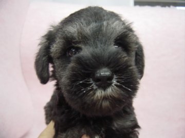 ミニチュアシュナウザー【長崎県・男の子・2016年7月17日・ソルト&ペッパ-】の写真「元気でとても可愛い男の子」