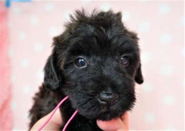 シュナプー【長崎県・男の子・2021年6月5日・ブラック】の写真「元気でかわいい男の子」