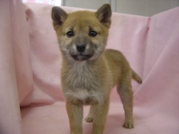 柴犬(標準サイズ)【長崎県・女の子・2014年10月14日・赤】の写真「小振りでかわいい女の子」