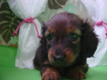 カニンヘンダックスフンド(ロング)【長崎県・女の子・2015年4月29日・レッド】の写真「小振りで可愛い女の子」