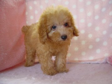 トイプードル(トイ)【長崎県・女の子・2019年6月29日・レッド】の写真「元気でかわいい女の子」