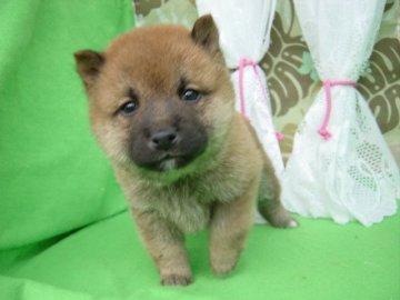 柴犬(豆柴)【長崎県・男の子・2015年10月20日・赤】の写真「元気でかわいい豆柴の男の子」