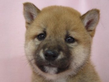 柴犬(標準サイズ)【長崎県・男の子・2014年3月14日・赤】の写真「元気でとても可愛い」