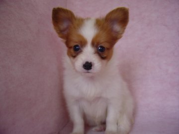 パピヨン【長崎県・女の子・2016年5月7日・レッド&ホワイト】の写真「元気でとても可愛い女の子」