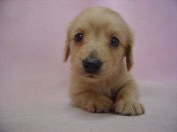 ミニチュアダックスフンド(ロング)【長崎県・女の子・2014年11月17日・クリ-ム】の写真「小振りで可愛い女の子」