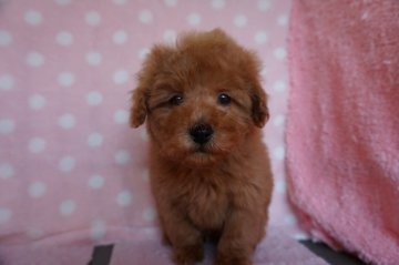 トイプードル(トイ)【長崎県・男の子・2019年10月15日・レッド】の写真「元気でかわいい男の子」