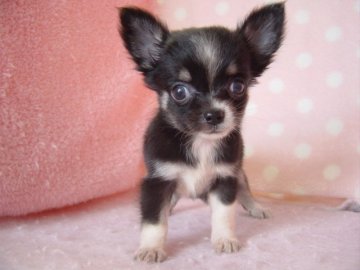 チワワ(ロング)【長崎県・女の子・2019年7月23日・ブラックタンホワイト】の写真「小振りでかわいい女の子」