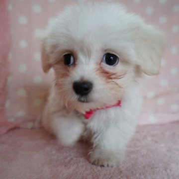 マルックス【長崎県・女の子・2023年5月1日・ホワイト】の写真「元気でかわいい女の子」