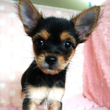 ミックス(チワワ×ヨークシャーテリア)【長崎県・女の子・2023年7月28日・ブラックタン】の写真「小振りでかわいい女の子」