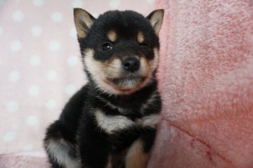 柴犬(標準サイズ)【長崎県・男の子・2021年11月9日・黒】の写真「元気でとても可愛い男の子」