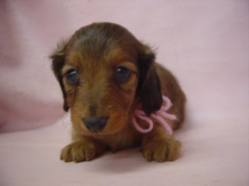 カニンヘンダックスフンド(ロング)【長崎県・女の子・2015年1月15日・レッド】の写真「小振りで可愛い女の子です。」