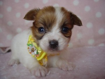 パピヨン【長崎県・女の子・2018年4月28日・レッド&ホワイト】の写真「小振りでとてもかわいい女の子」