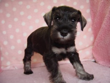 ミニチュアシュナウザー【長崎県・女の子・2017年3月21日・ソルト&ペッパ-】の写真「元気で可愛い女子」