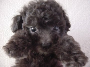 トイプードル(トイ)【長崎県・男の子・2014年4月10日・シルバー】の写真「元気でとても可愛い」