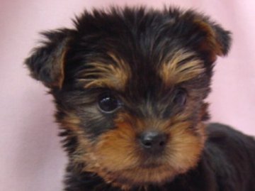 ヨークシャーテリア【長崎県・女の子・2014年2月27日・スチィールブルータン】の写真「元気でとても可愛い女の子」