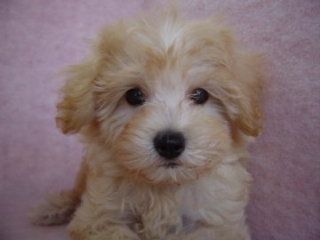 チワ-プ-【長崎県・男の子・2016年6月1日・クリ-ム】の写真「元気でとても可愛い」