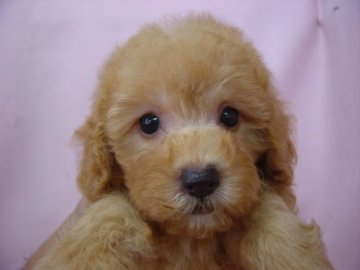 トイプードル(トイ)【長崎県・女の子・2014年8月15日・アプリコット】の写真「元気で可愛い女の子」