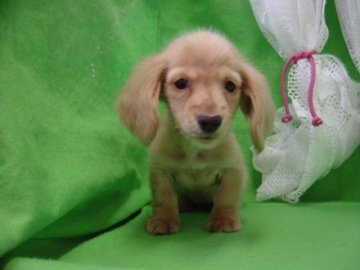 カニンヘンダックスフンド(ロング)【長崎県・女の子・2015年9月12日・クリ-ム】の写真「小振りでとても可愛いクリ－ム女の子」