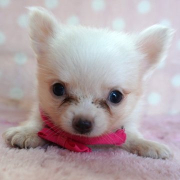 チワワ(ロング)【長崎県・男の子・2024年7月26日・ホワイト&クリ-ム】の写真「小振りでとても可愛い男の子」