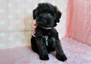 シュナプー【長崎県・男の子・2021年6月18日・ブラック】の写真「元気でかわいい男の子」