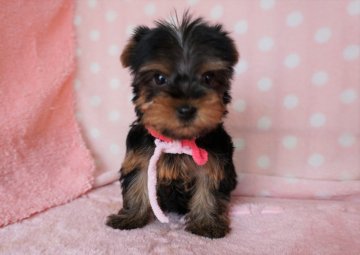 ヨークシャーテリア【長崎県・女の子・2020年11月16日・スチ-ルブル】の写真「元気でとても可愛い女の子」