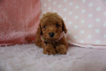 トイプードル(トイ)【長崎県・男の子・2020年7月7日・レッド】の写真「元気で可愛いい男の子」