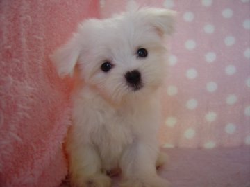 マルチーズ【長崎県・女の子・2019年6月26日・ホワイト】の写真「小振りでかわいい女の子」