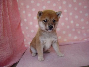 柴犬(豆柴)【長崎県・女の子・2017年1月3日・赤】の写真「小振りでとても可愛い」