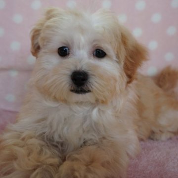 マルプー(マルチーズ×トイプードル)【長崎県・女の子・2023年11月27日・クリ-ム】の写真「元気でかわいい男の子」