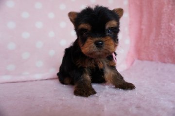 ヨークシャーテリア【長崎県・女の子・2020年2月8日・スチ-ルブル-】の写真「小振りで可愛い女の子」