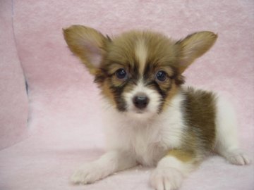 パピヨン【長崎県・女の子・2016年7月30日・レッド&ホワイト】の写真「小振りで可愛い女の子」