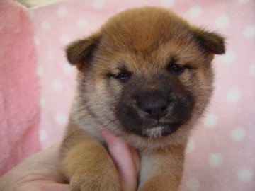 柴犬(豆柴)【長崎県・男の子・2018年9月17日・赤】の写真「元気で可愛い男の子」