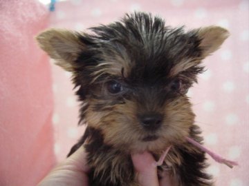 ヨークシャーテリア【長崎県・男の子・2019年7月23日・スチ-ルブル-】の写真「小振りでかわいい男の子」