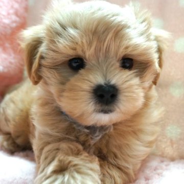 マルプー(マルチーズ×トイプードル)【長崎県・男の子・2023年10月6日・クリ-ム】の写真「元気でかわいい男の子」